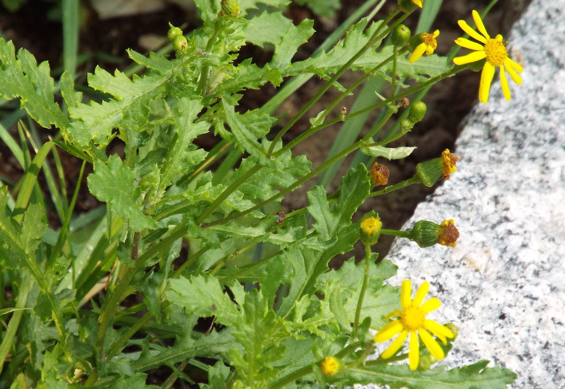 Asteracea: Senecio squalidus. subsp. rupestris